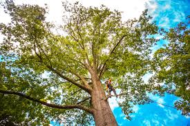 Best Fruit Tree Pruning  in Vienna, VA
