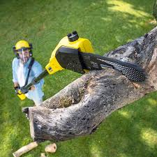 Best Lawn Grading and Leveling  in Vienna, VA