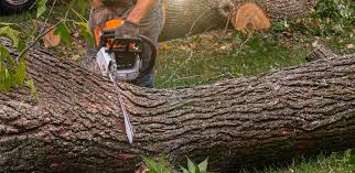 Vienna, VA Tree Services Company