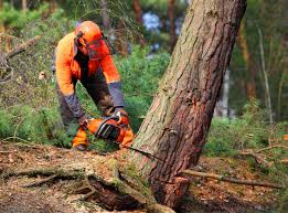 Best Tree Preservation Services  in Vienna, VA