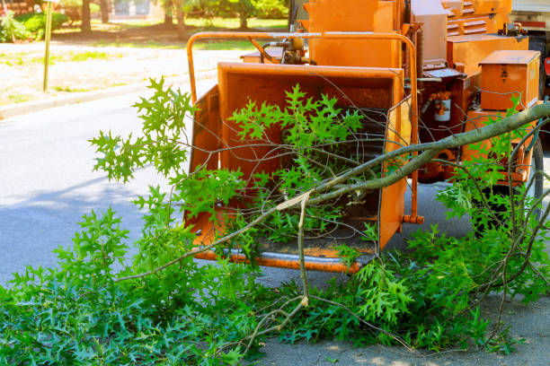 Best Pest Control for Lawns  in Vienna, VA