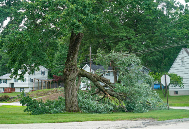 Best Utility Line Clearance  in Vienna, VA