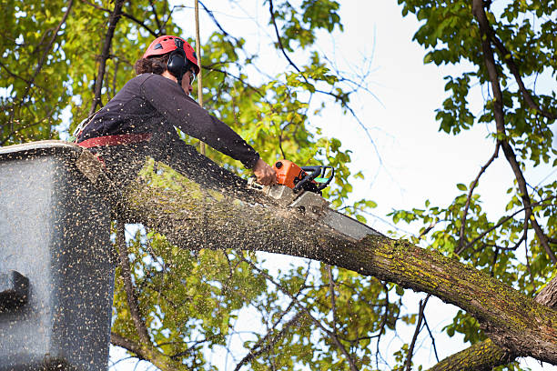 Best Tree Risk Assessment  in Vienna, VA