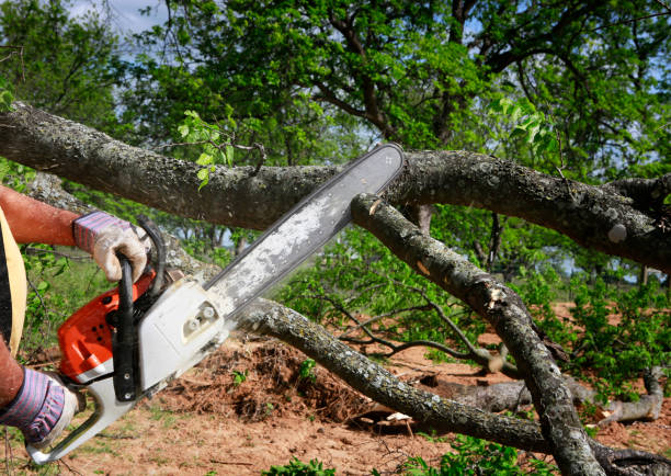 Best Emergency Tree Removal  in Vienna, VA