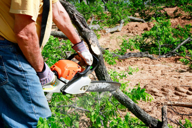Best Tree Cabling and Bracing  in Vienna, VA